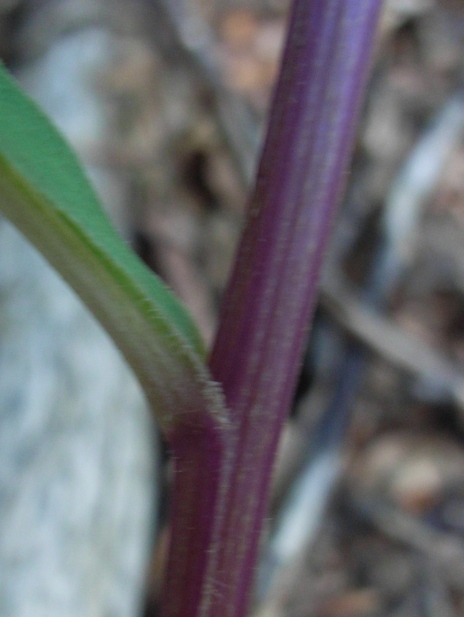Senecio ovatus s.l. (o S. nemorensis s.l.)